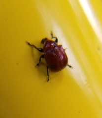 Homoeolabus analis