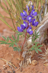Lupinus pusillus rubens