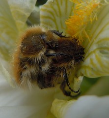 Tropinota squalida