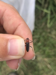 Stenosphenus dolosus