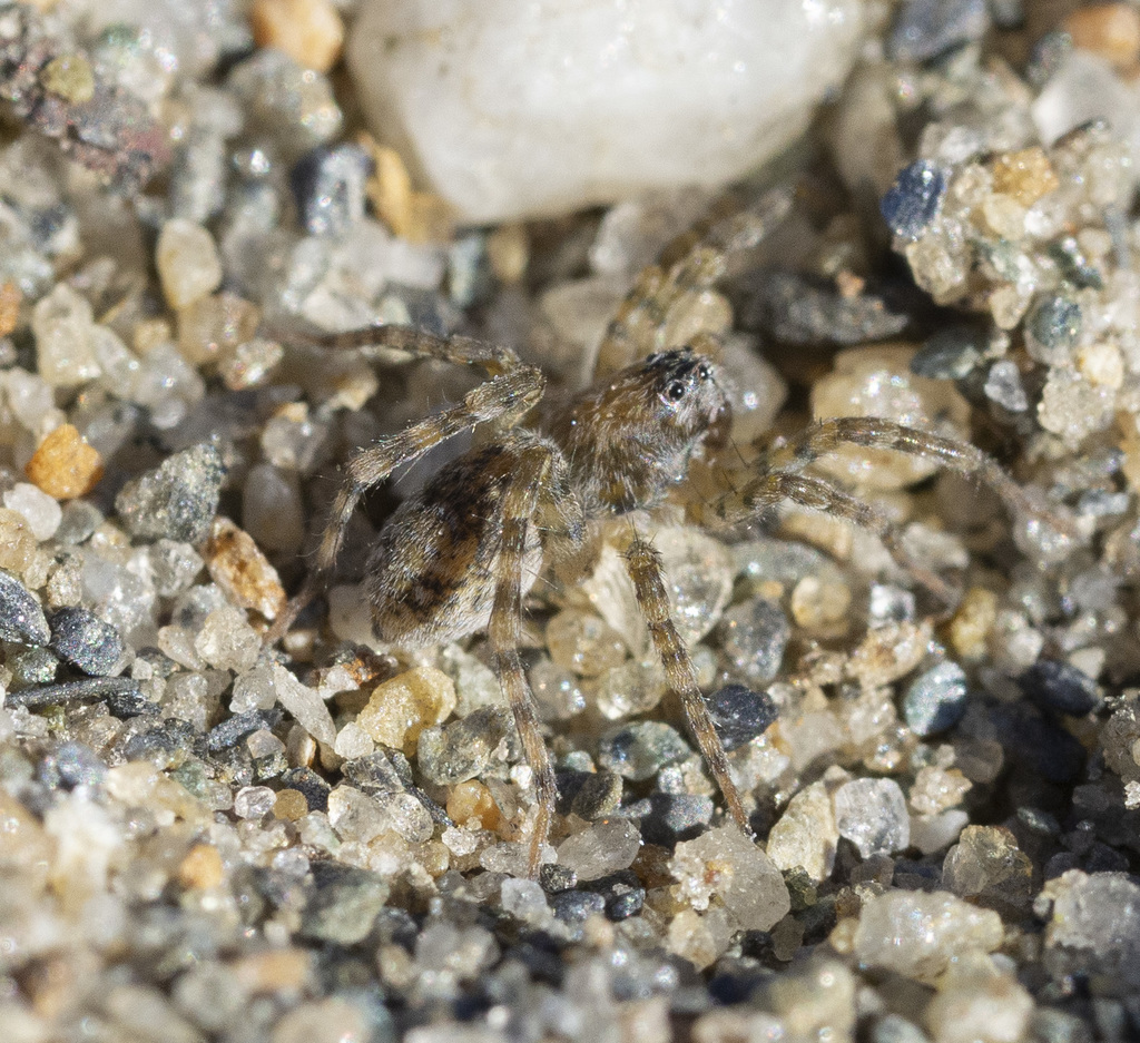 Shoreline Wolf Spider from Montpelier, VT 05602, USA on October 28 ...