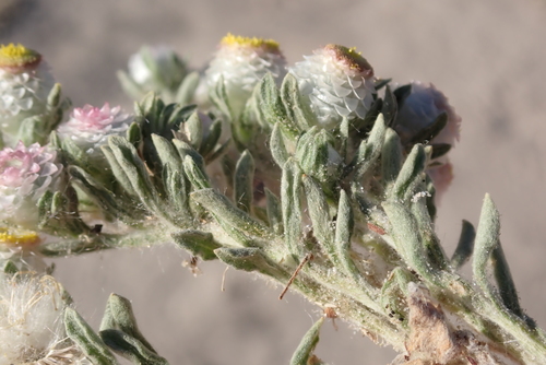 Image of Helichrysum argyrosphaerum by (c) Robert Taylor, some rights reserved (CC BY)