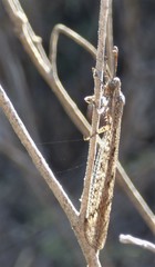 Ameromyia strigosa