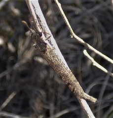 Ameromyia strigosa