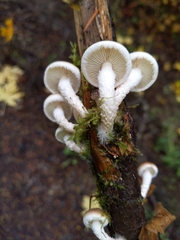 Pholiota decorata
