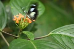 Leptophobia caesia