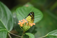 Leptophobia caesia