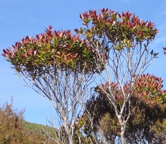 Metrosideros umbellata