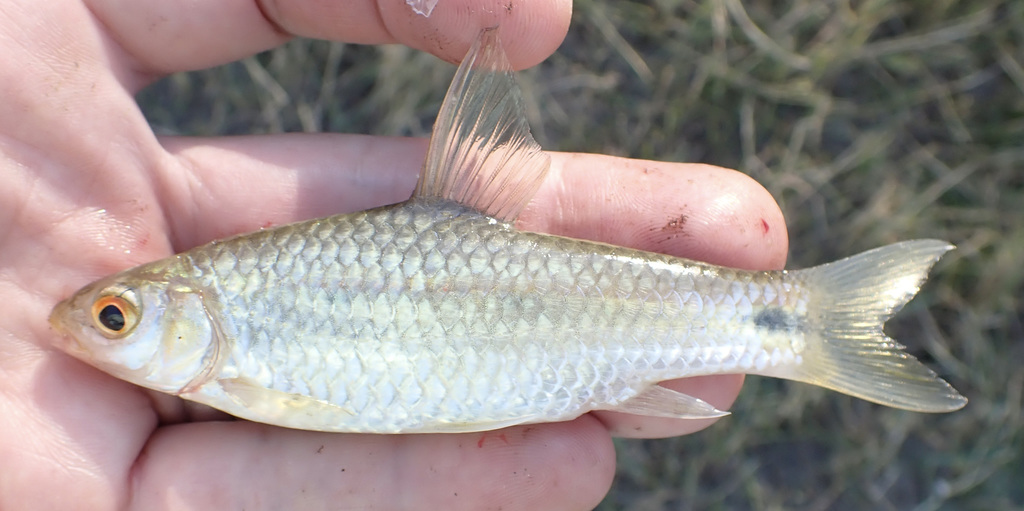 Dashtail barb (Enteromius poechii) — Cyprinidae