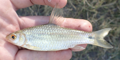 Streep-barbeel (Enteromius poechii) — Cyprinidae