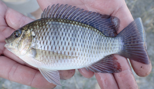 Langvin-tilapia (Oreochromis macrochir) — Cichlidae