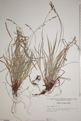Carex communis communis