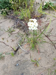 Erysimum franciscanum