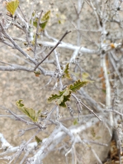 Bridgesia incisifolia