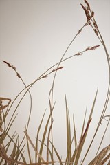 Carex communis communis