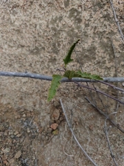 Bridgesia incisifolia