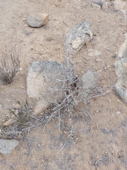 Bridgesia incisifolia