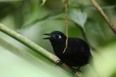 Hafferia zeledoni