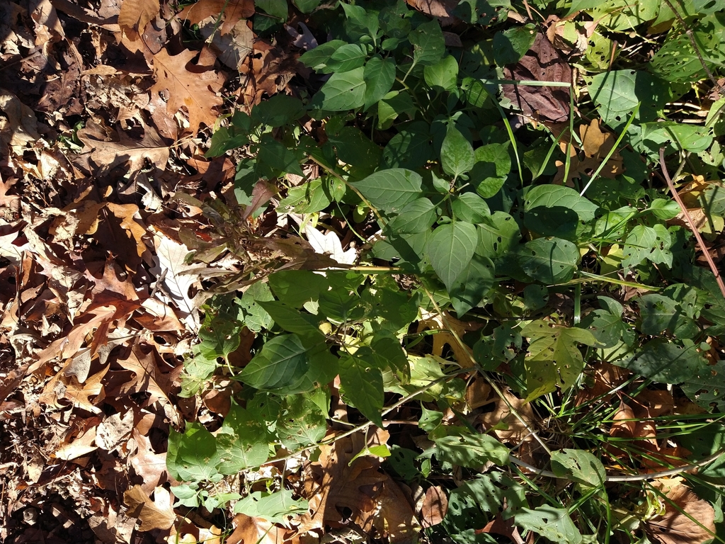 bittersweet nightshade from Wheeling Township, MN, USA on October 30