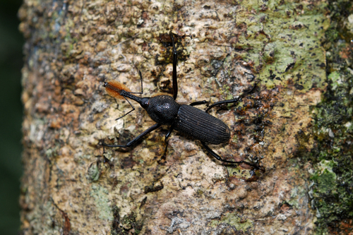 Bearded Weevil photo 2