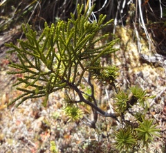 Halocarpus biformis