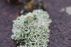 Cladonia humilis