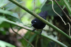 Hafferia zeledoni