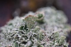 Cladonia humilis