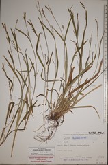 Carex digitalis digitalis