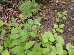 Vicia ramuliflora