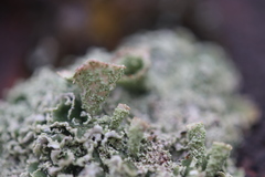 Cladonia humilis