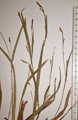 Carex digitalis digitalis