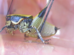 Eupholidoptera krueperi