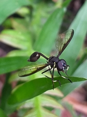 Salpingogaster