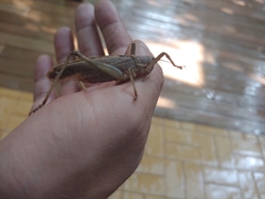 Meroncidius flavolimbatus