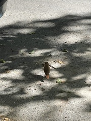 Furnarius rufus
