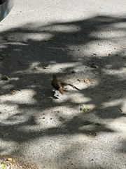 Furnarius rufus