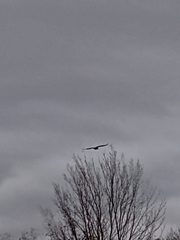 Haliaeetus leucocephalus washingtoniensis