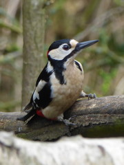 Dendrocopos major