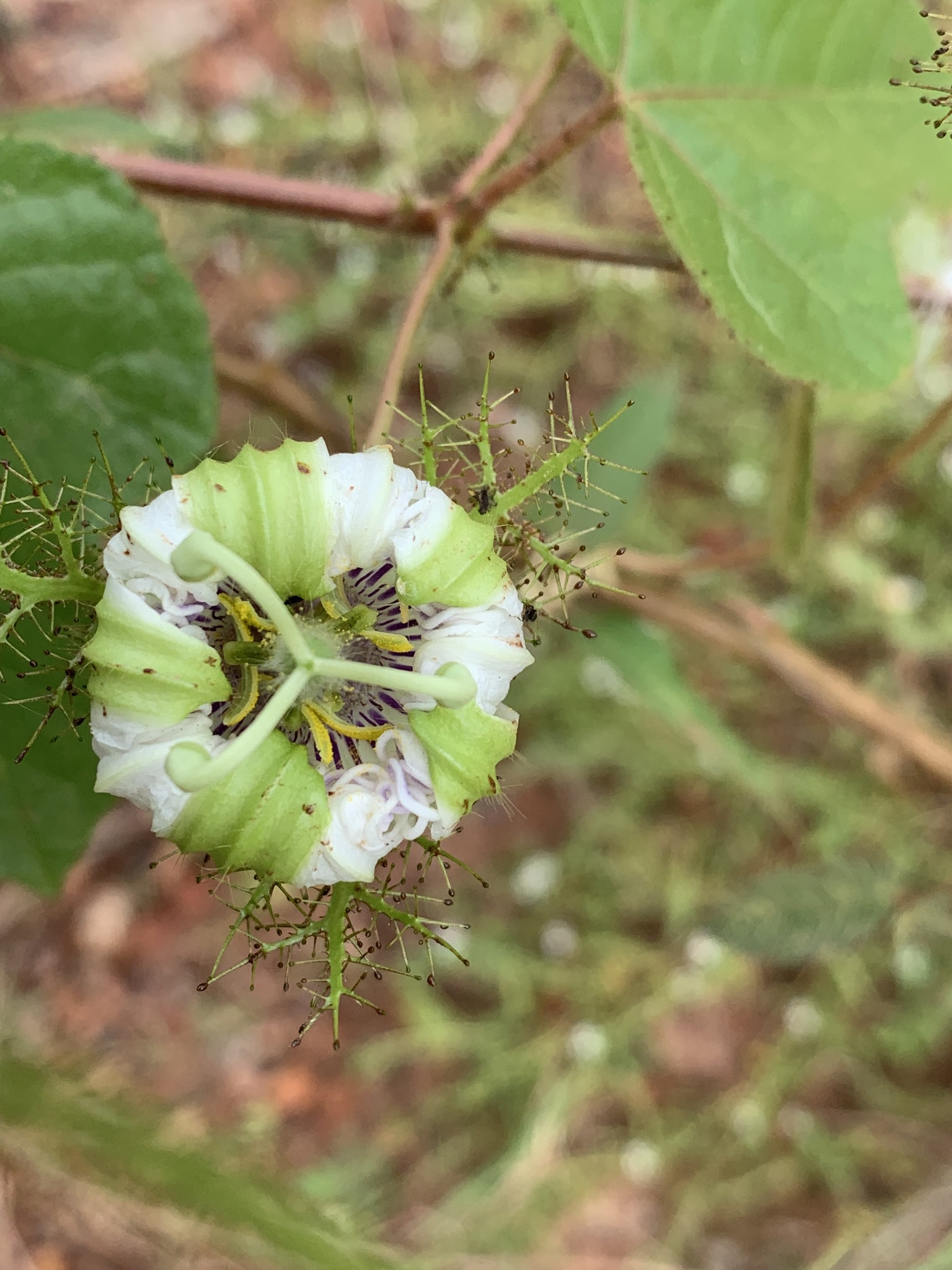 Passiflora foetida
