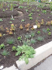 Papaver amurense