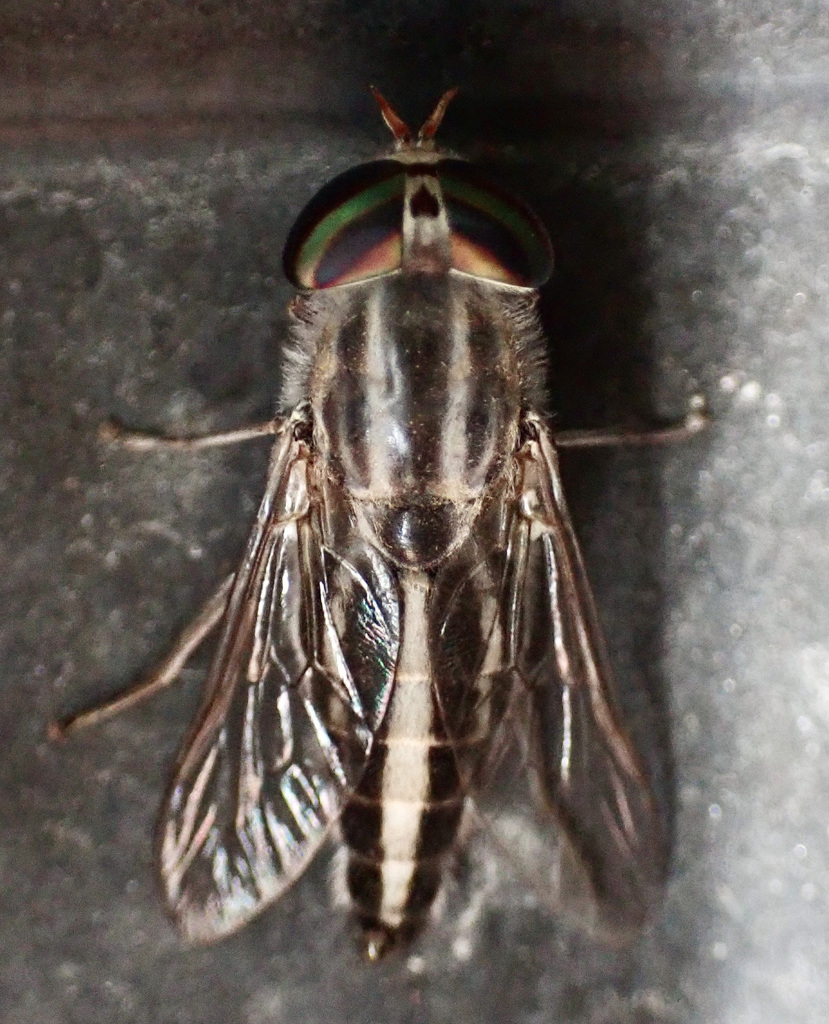 Tabanus gratus