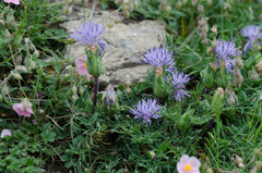 Carthamus mitissimus