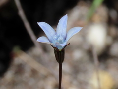 Wahlenbergia cernua