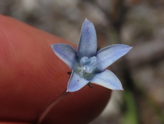 Wahlenbergia cernua