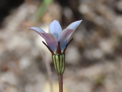 Wahlenbergia cernua