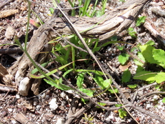 Wahlenbergia cernua