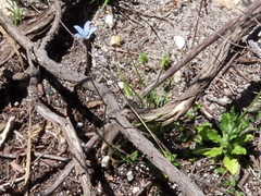 Wahlenbergia cernua