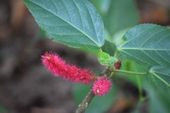 Acalypha hispida