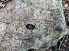 Astylus aulicus